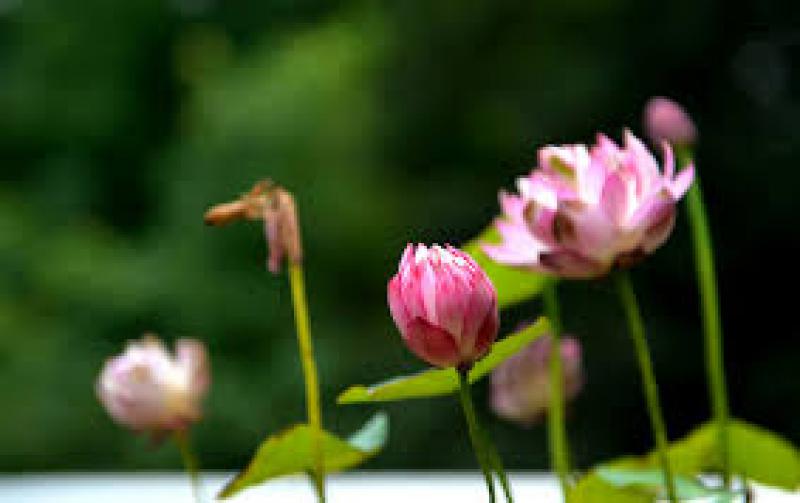 南京開(kāi)發(fā)區(qū)投巨資提升環(huán)境質(zhì)量