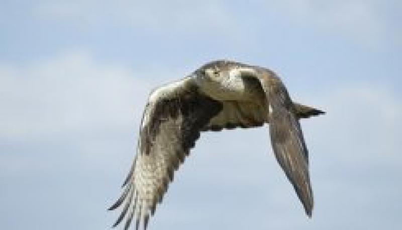 Endesa將獲得24,500歐元以保護(hù)鳥類免受電力線的侵害