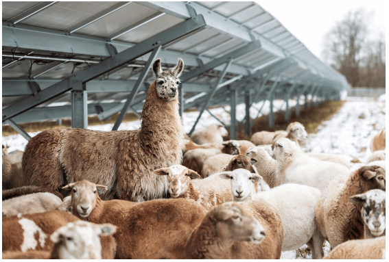 明日農場創新農業光伏模式 融合再生農業與太陽能